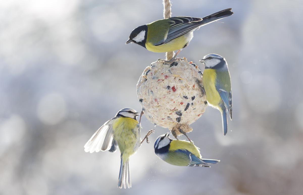 Vogelbollen maken