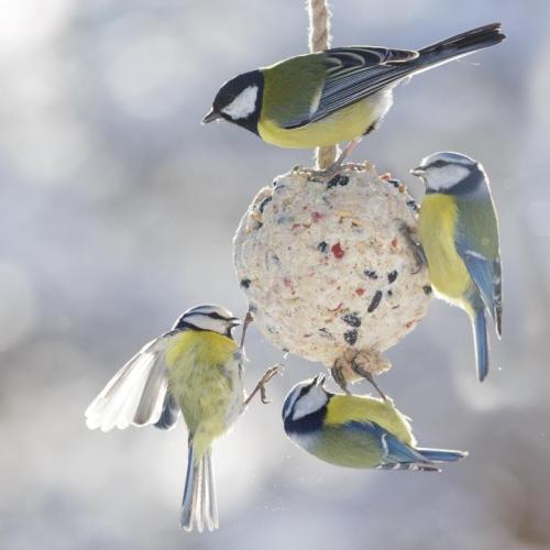 Vogelbollen maken © niet gekend