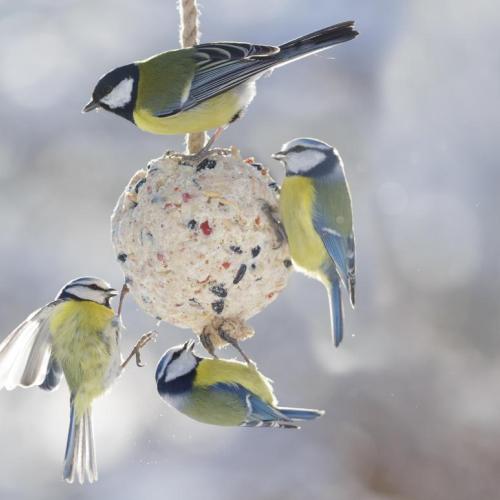 Vogelbollen maken